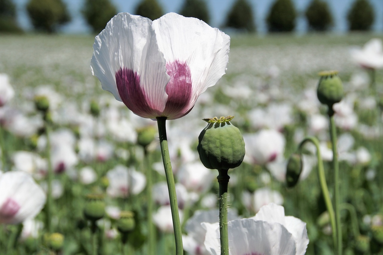 Eco-Friendly Techniques to Improve Soil Fertility